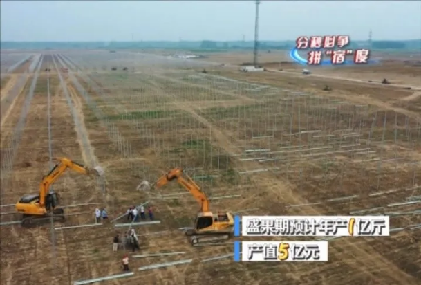 果园8.png