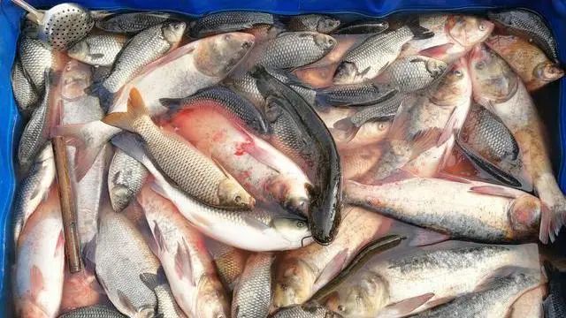 骆马湖的危机:4000吨鱼库清盘,非法采砂留下"不治之症"?