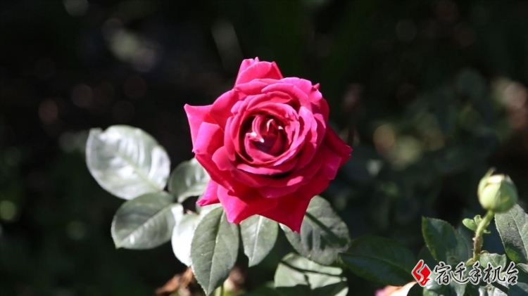 df8a652b-64af-643d-4ce8-12e648c1e5df.jpg