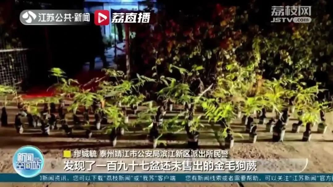 民警饭馆吃饭被漂亮绿植吸引，掏出手机一查发现大问题！抓获4人！