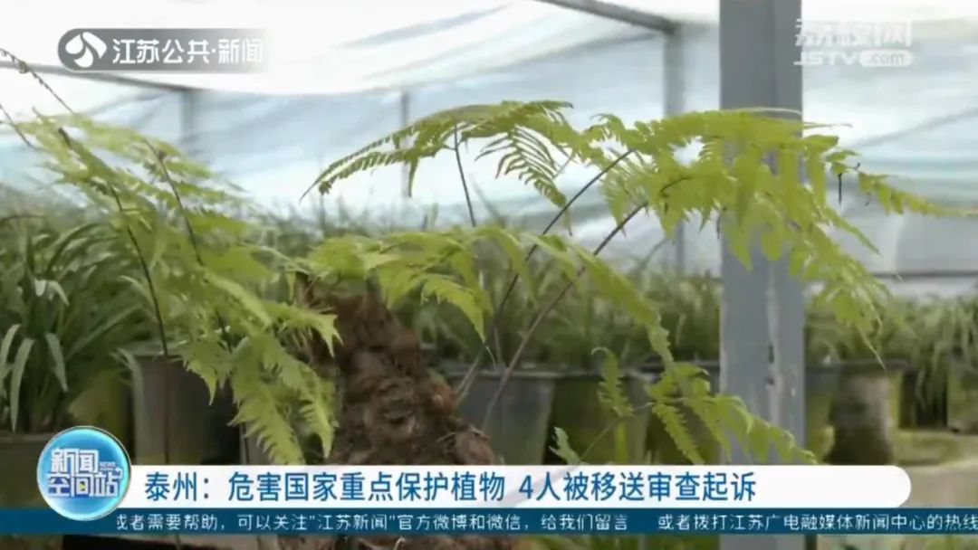 民警饭馆吃饭被漂亮绿植吸引，掏出手机一查发现大问题！抓获4人！