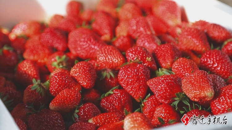 大棚透着草莓红 长势喜人日子旺