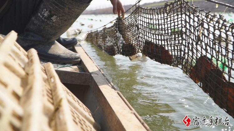 蚌农：忙种插忙布网 珍珠蚌养殖“串起”美好生活