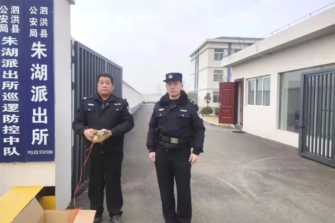 鸡鹰“误闯”农田，警民携手及时救助