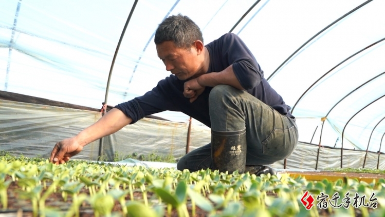 这里的育苗不一般 蔬菜苗玩起了“水上漂”　