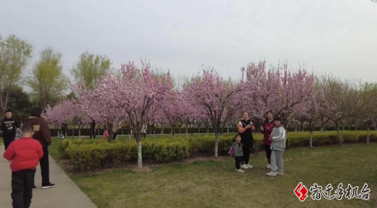 公园放风筝露营赏花 尽享春日一个不落