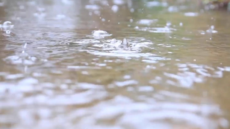 冷知识：清明时节为啥“雨纷纷”？